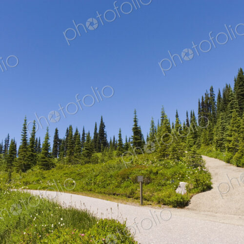 A paved walkway route through Mount Rainier National Park, a hillside of fir trees and… A paved walkway route through Mount Rainier National Park, a hillside of fir trees and…
