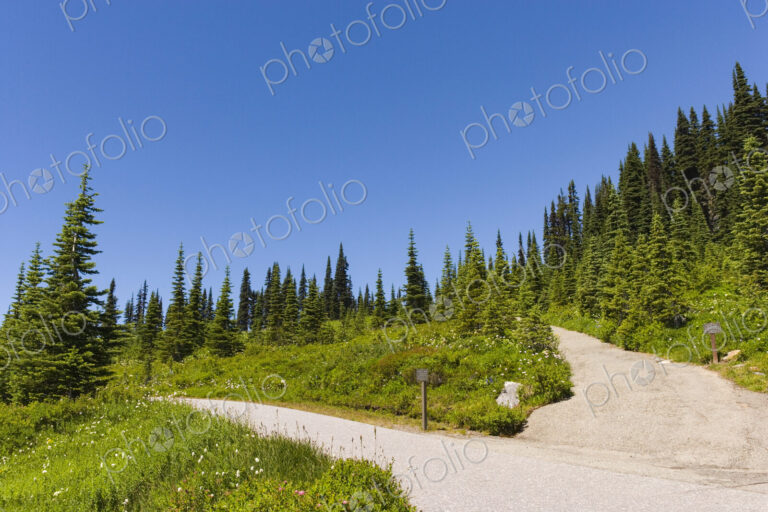 A paved walkway route through Mount Rainier National Park, a hillside of fir trees and…