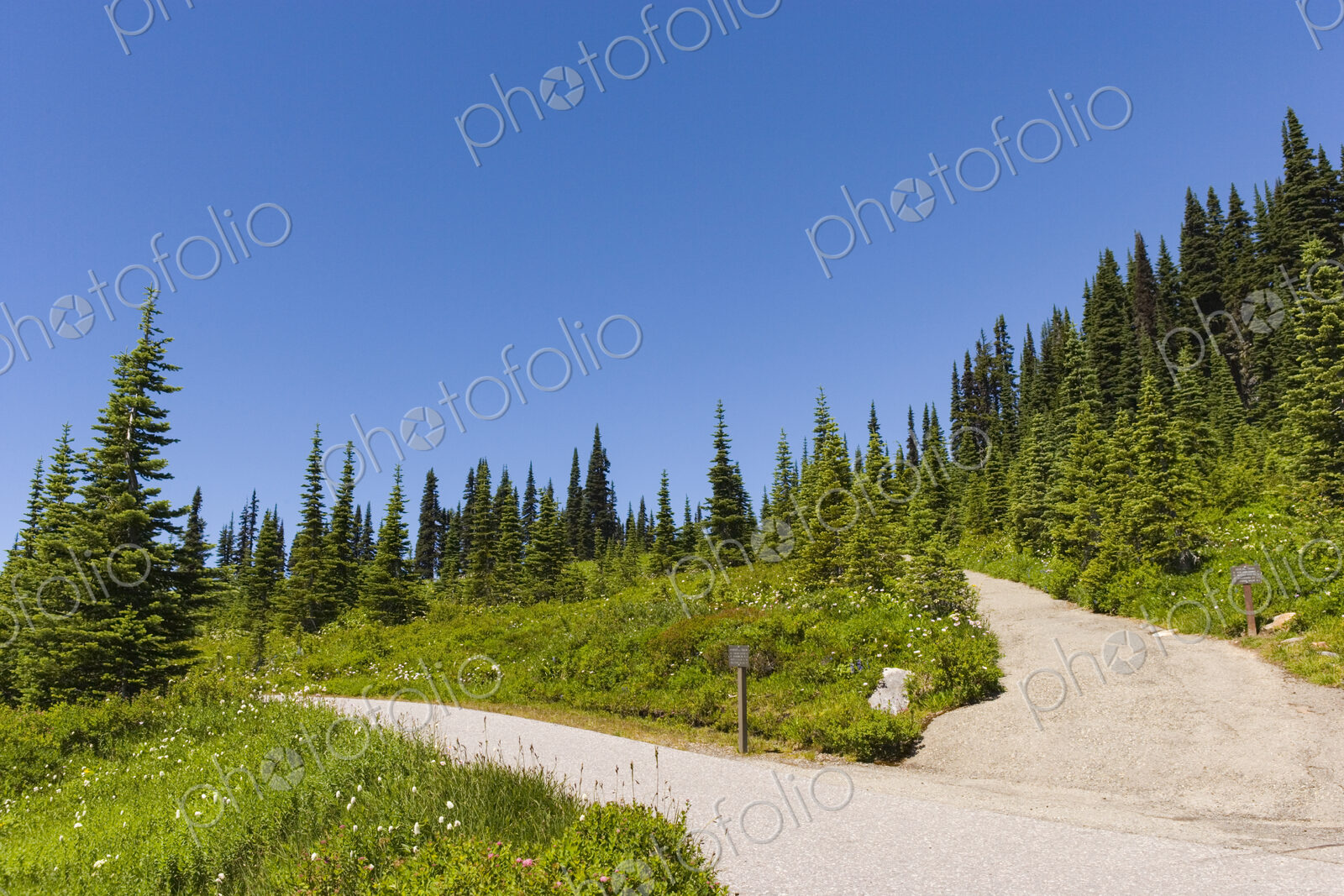 A paved walkway route through Mount Rainier National Park, a hillside of fir trees and…