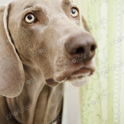 A pedigree breed, a Weimaraner dog in the shower room, hiding behind a shower curtain. A pedigree breed, a Weimaraner dog in the shower room, hiding behind a shower curtain.