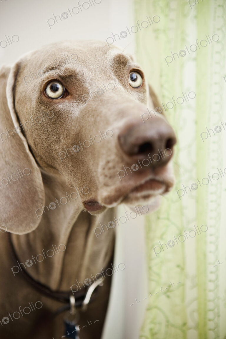 A pedigree breed, a Weimaraner dog in the shower room, hiding behind a shower curtain.