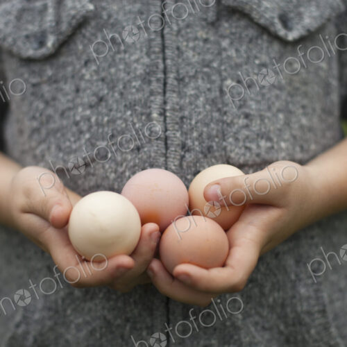 A person holding a clutch of fresh organic hen's eggs. A person holding a clutch of fresh organic hen's eggs.
