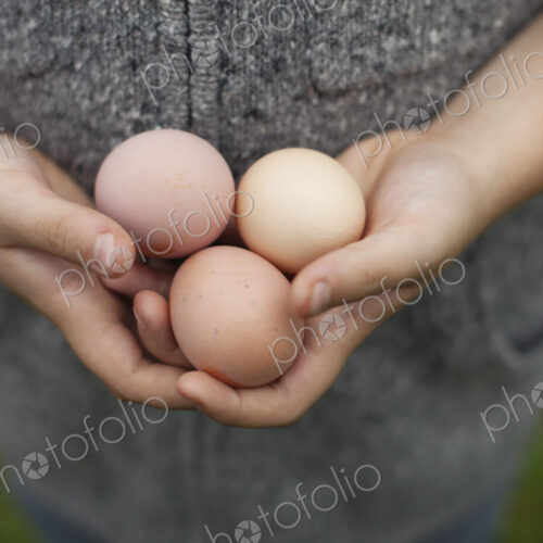 A person holding a clutch of fresh organic hen's eggs. A person holding a clutch of fresh organic hen's eggs.