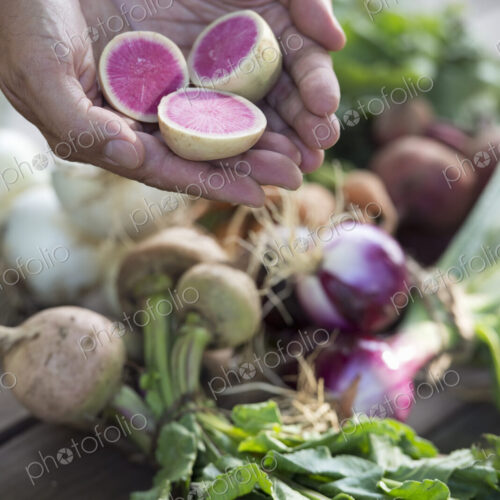 A person holding a handful of fresh root vegetables cut in half. A person holding a handful of fresh root vegetables cut in half.