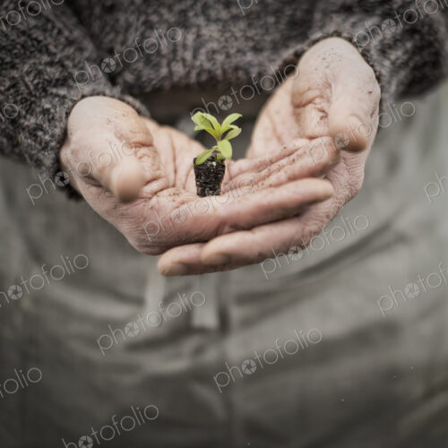A person in a commercial glasshouse, holding a small plant seedling in his cupped hands.