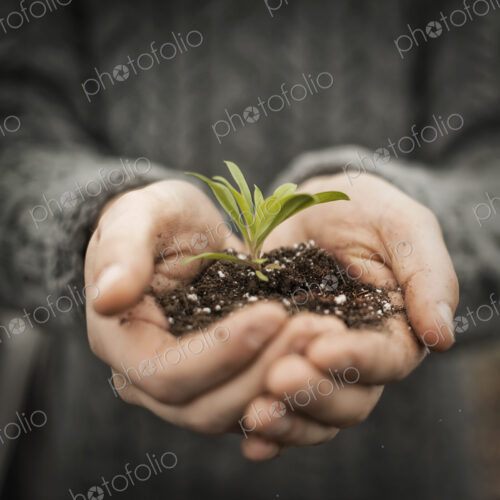 A person in a commercial glasshouse, holding a small plant seedling in his cupped hands.