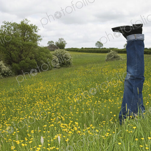 A person lying in a flower meadow, with legs sticking out of the grass. A person lying in a flower meadow, with legs sticking out of the grass.