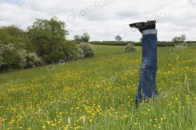 A person lying in a flower meadow, with legs sticking out of the grass.