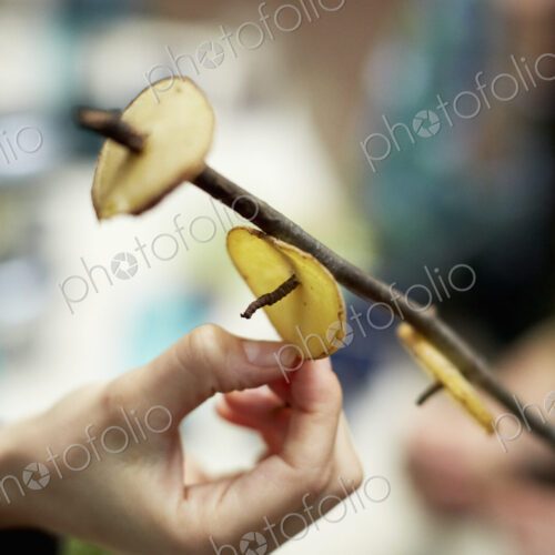 A person placing thin slices of potato on a tree branch. Campfire cooking.