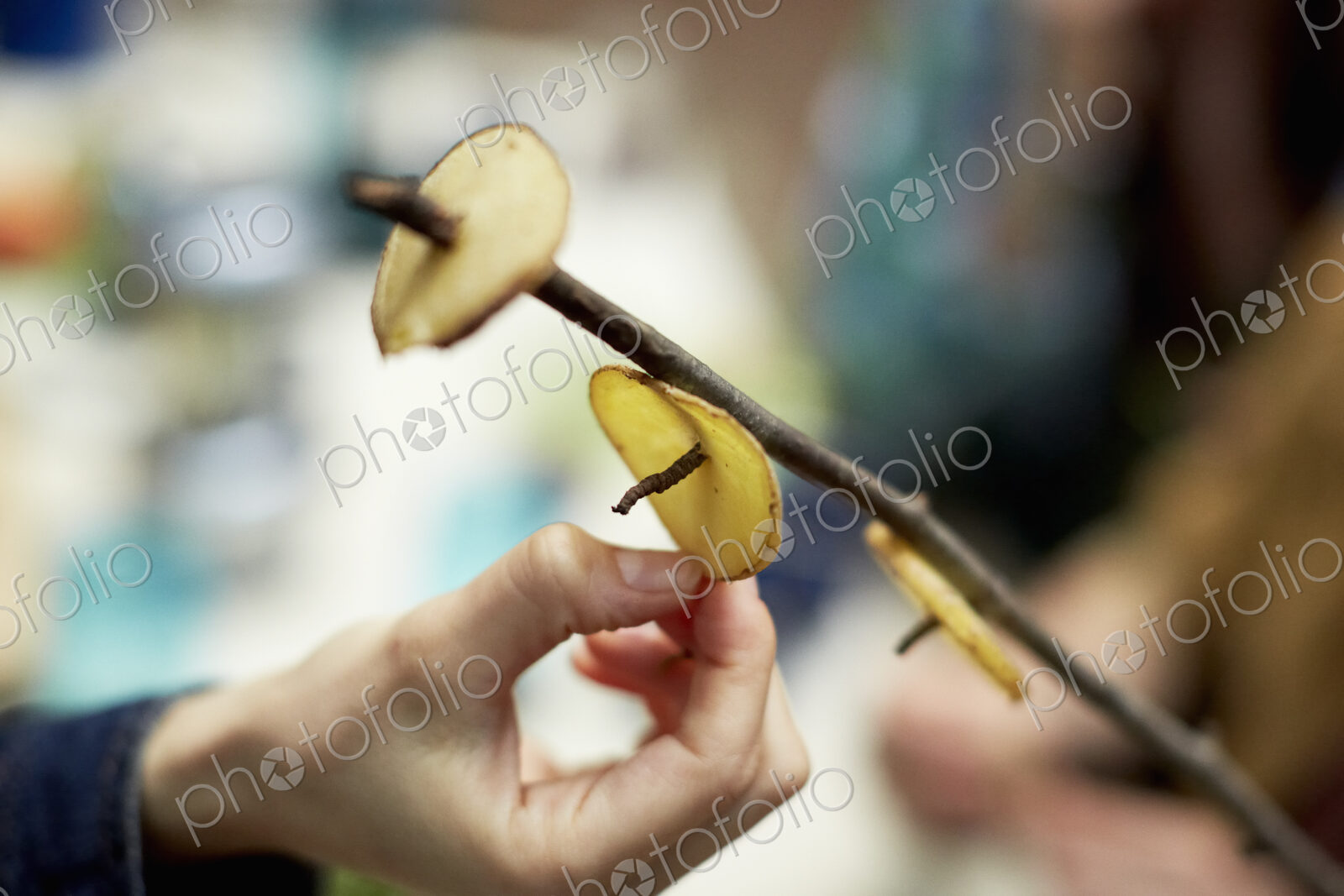 A person placing thin slices of potato on a tree branch. Campfire cooking.