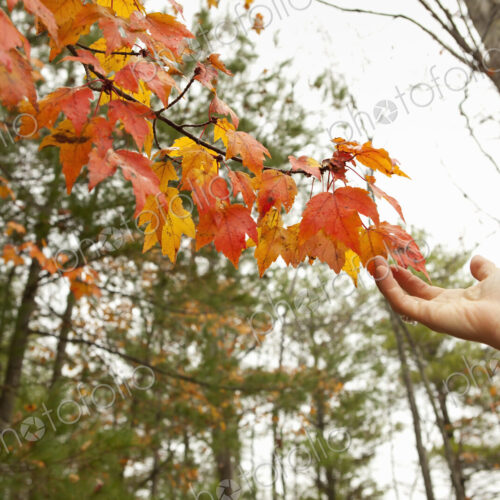 A person reaching up to the autumn foliage on a tree branch.