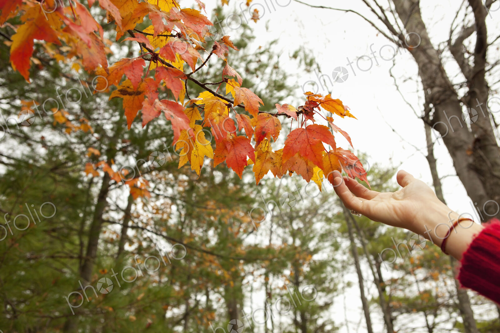 A person reaching up to the autumn foliage on a tree branch.