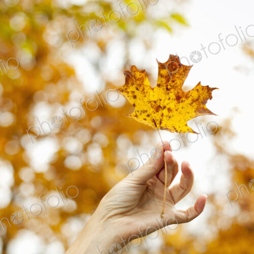 A person's hand holding an autumn coloured maple leaf. A person's hand holding an autumn coloured maple leaf.