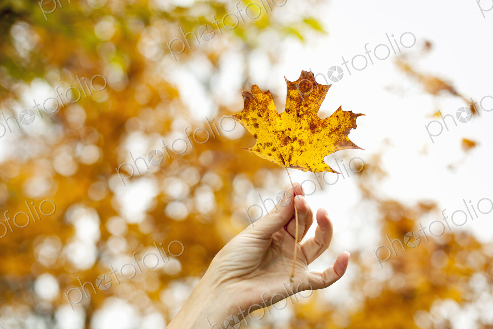A person’s hand holding an autumn coloured maple leaf.
