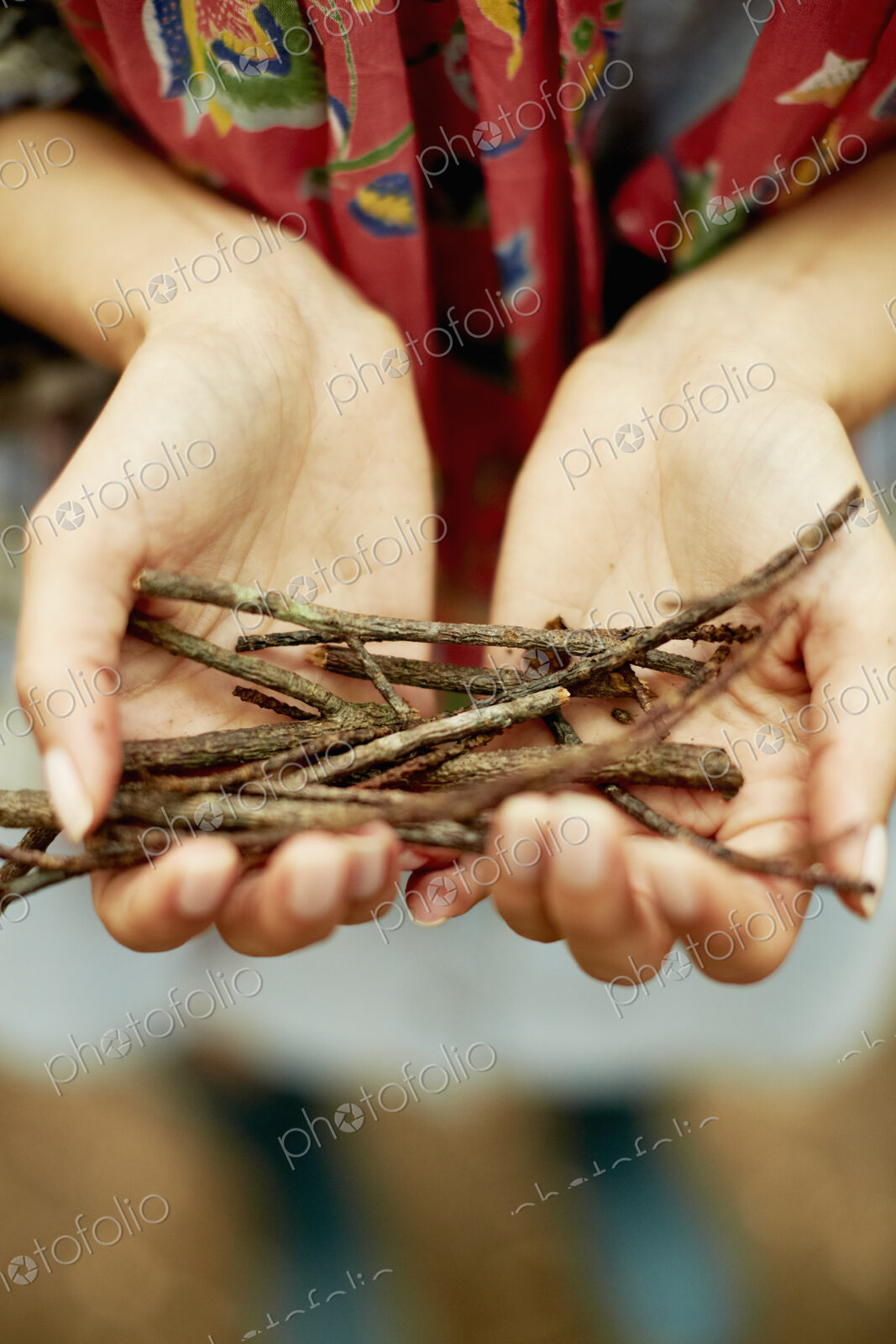 A person’s hands holding a small bunch of twigs, kindling for the camp fire.