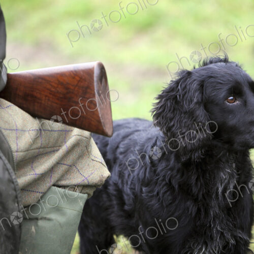 A pheasant shoot. An alert black trained gundog seated beside his owner. A pheasant shoot. An alert black trained gundog seated beside his owner.