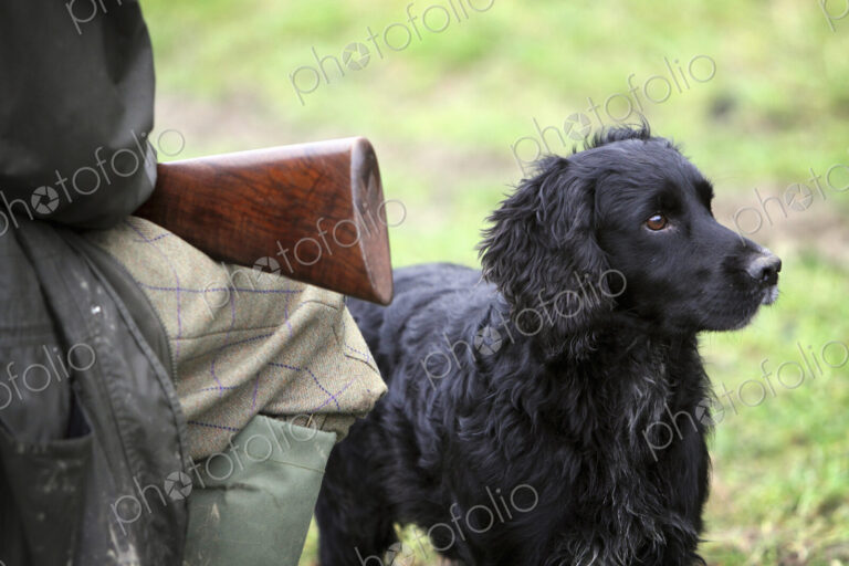 A pheasant shoot. An alert black trained gundog seated beside his owner.