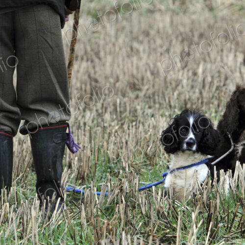 A pheasant shoot. Two trained gundogs, a spaniel and retriever alert but still