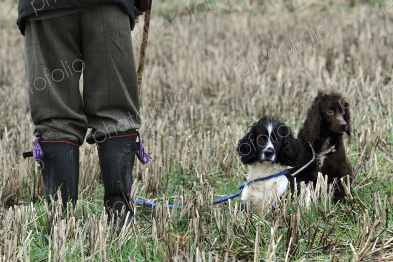 A pheasant shoot. Two trained gundogs, a spaniel and retriever alert but still