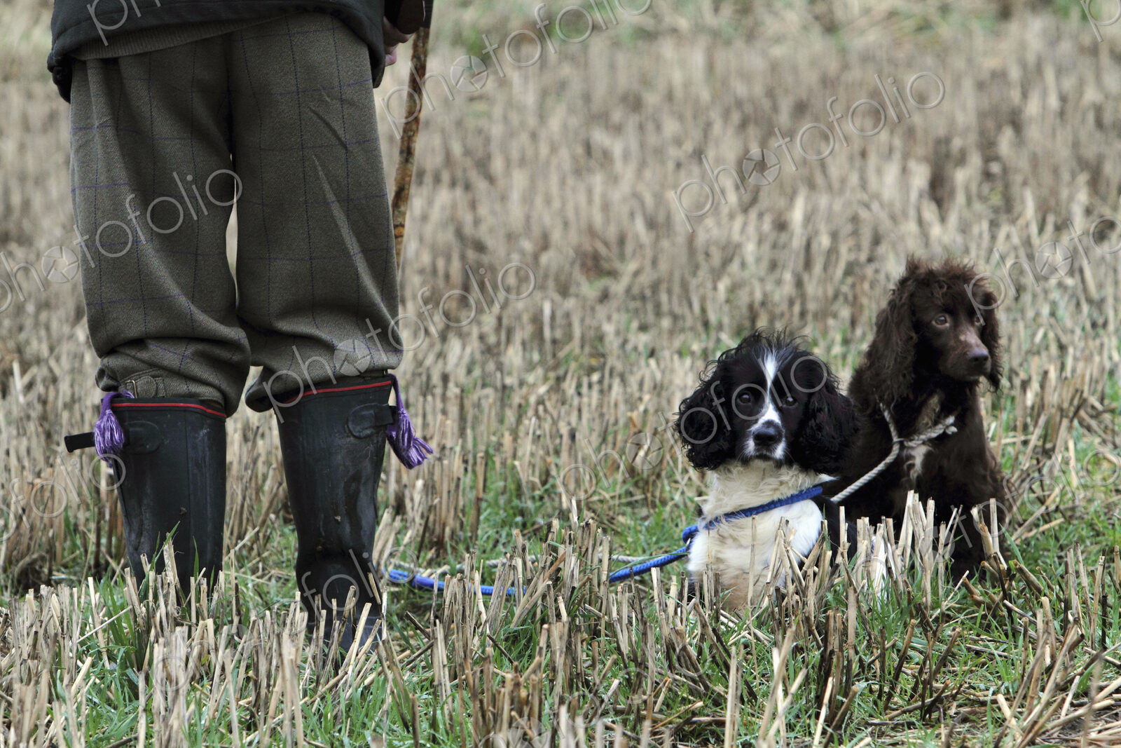 A pheasant shoot. Two trained gundogs, a spaniel and retriever alert but still