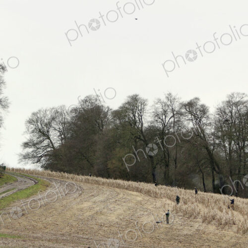 A pheasant shootm nen with sporting guns positioned in a line across a wheat field