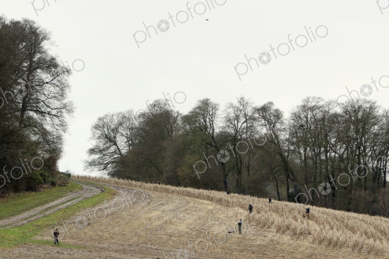 A pheasant shootm nen with sporting guns positioned in a line across a wheat field