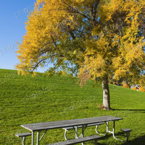 A picnic bench in open space with a tree in autumn leaf A picnic bench in open space with a tree in autumn leaf
