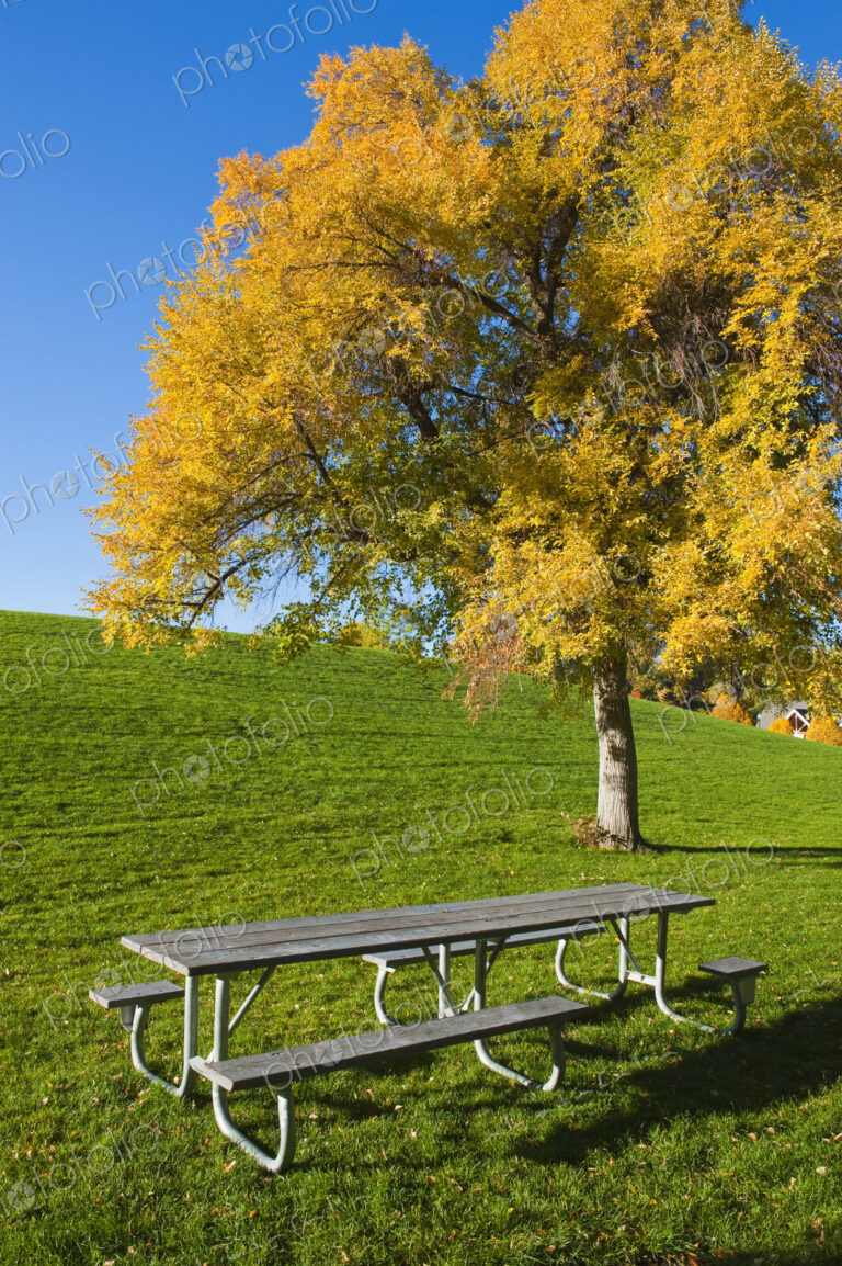 A picnic bench in open space with a tree in autumn leaf