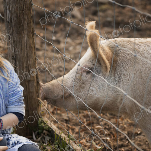 A pig in a paddock. Nuzzling against the fence for the attention of a young girl. A pig in a paddock. Nuzzling against the fence for the attention of a young girl.