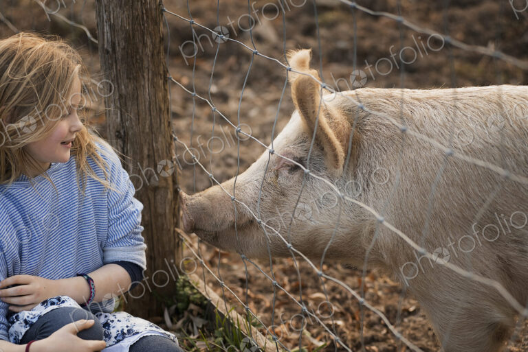 A pig in a paddock. Nuzzling against the fence for the attention of a young girl.