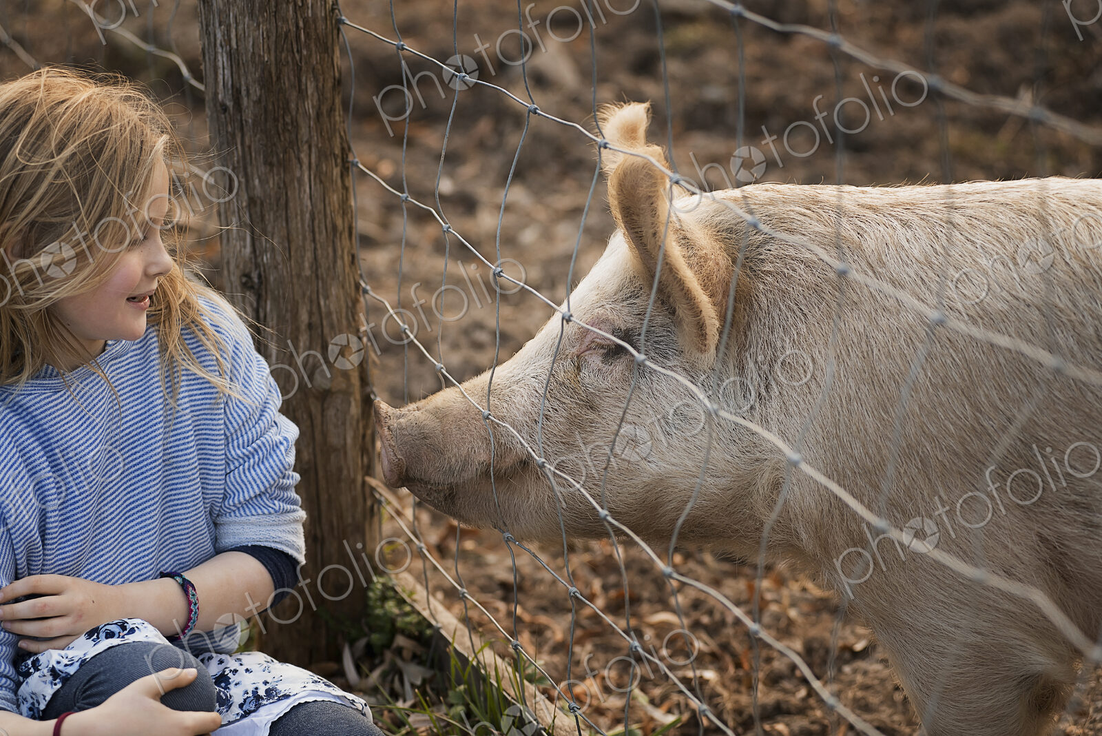 A pig in a paddock. Nuzzling against the fence for the attention of a young girl.