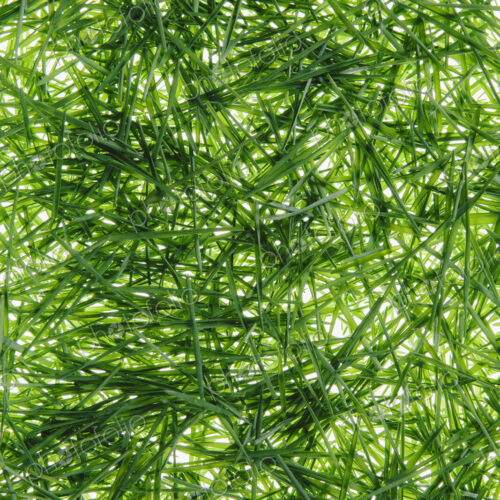 A pile of organic wheatgrass on a white background