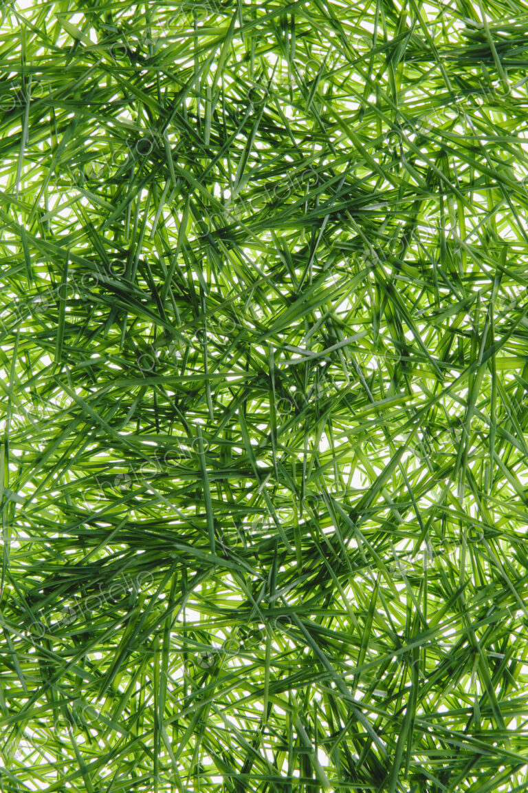 A pile of organic wheatgrass on a white background