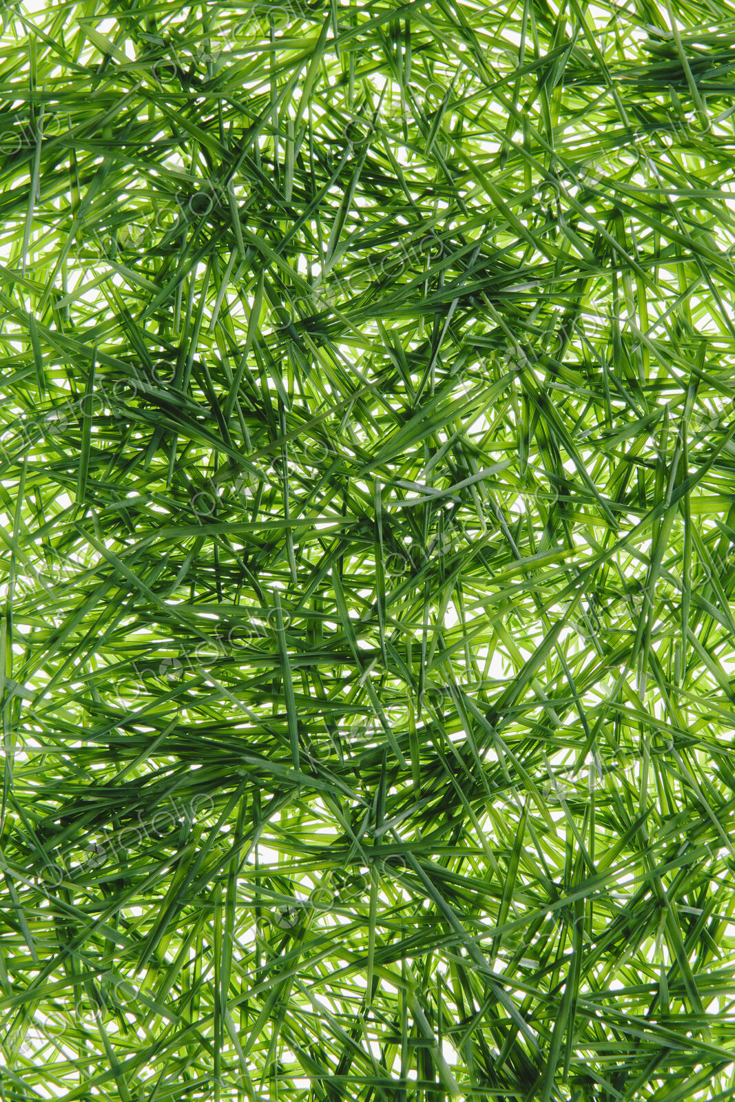 A pile of organic wheatgrass on a white background