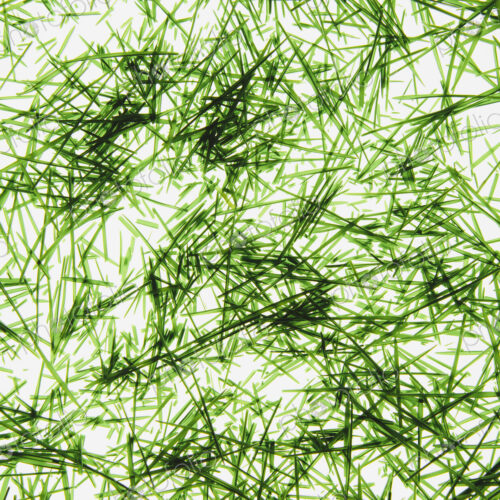 A pile of organic wheatgrass on a white background
