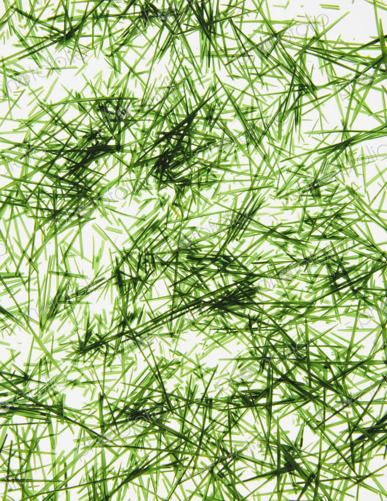 A pile of organic wheatgrass on a white background
