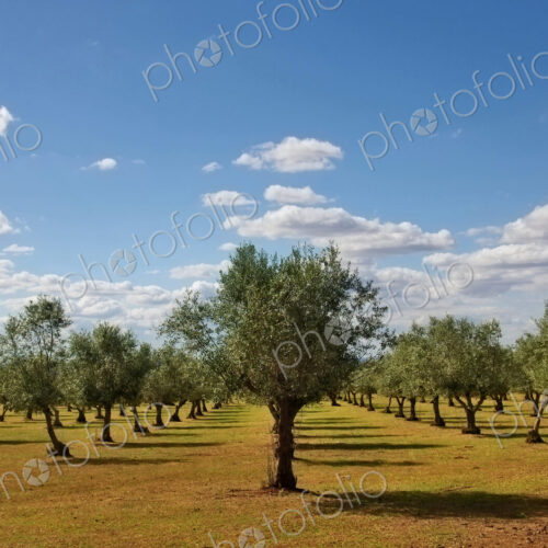 A plantation of young olive trees under the hot sun in Alentejo region, Portugal. A plantation of young olive trees under the hot sun in Alentejo region, Portugal.