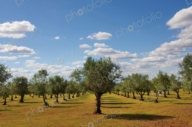 A plantation of young olive trees under the hot sun in Alentejo region, Portugal.