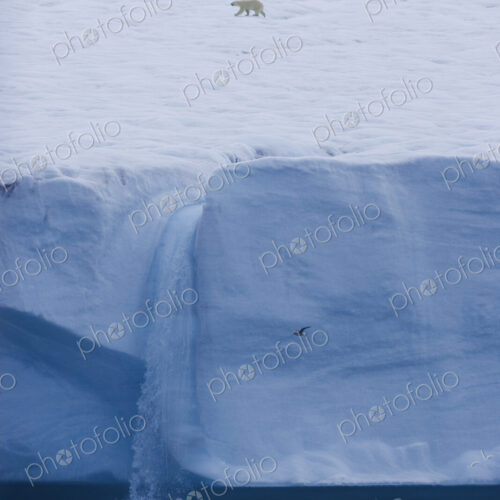 A polar bear, Ursus maritimus, striding across the ice in Svalbard. Steep ice cliffs… A polar bear, Ursus maritimus, striding across the ice in Svalbard. Steep ice cliffs…