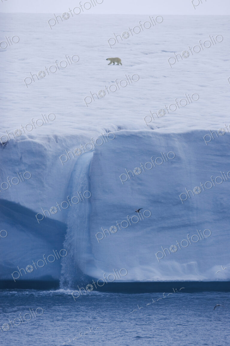 A polar bear, Ursus maritimus, striding across the ice in Svalbard. Steep ice cliffs…
