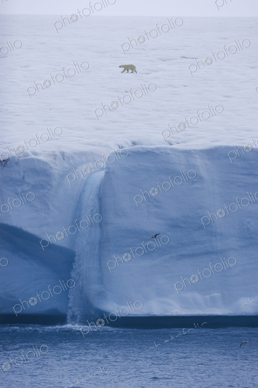 A polar bear, Ursus maritimus, striding across the ice in Svalbard. Steep ice cliffs…