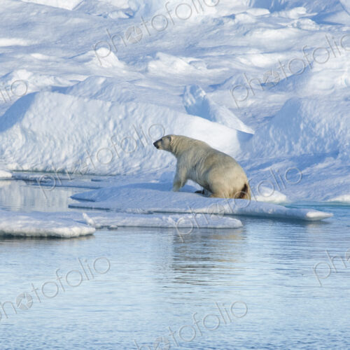 A polar bear climbing out of the water on to an ice floe. A polar bear climbing out of the water on to an ice floe.