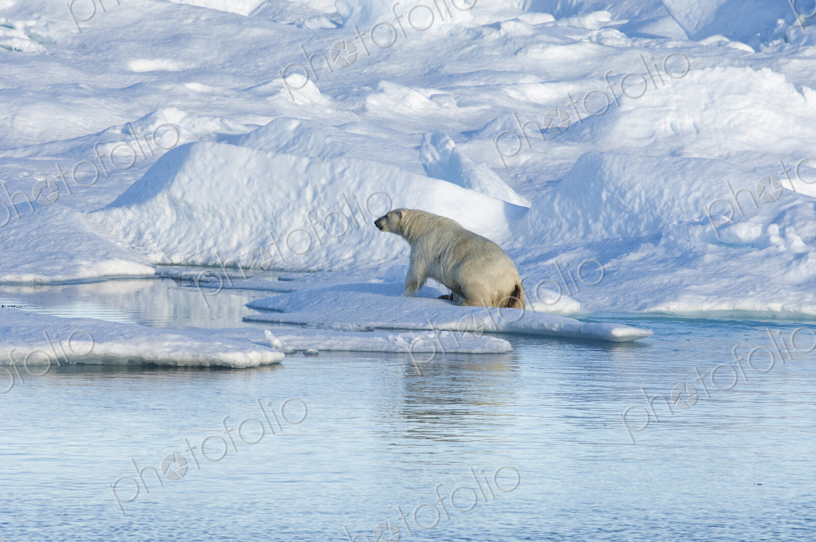 A polar bear climbing out of the water on to an ice floe.