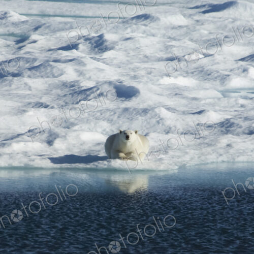A polar bear lying on the ice looking directly towards the camera. A polar bear lying on the ice looking directly towards the camera.