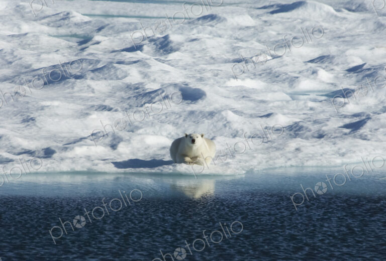 A polar bear lying on the ice looking directly towards the camera.