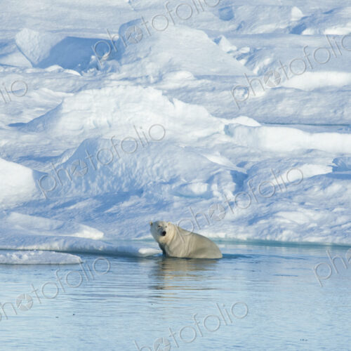 A polar bear sitting on an ice floe looking around. A polar bear sitting on an ice floe looking around.