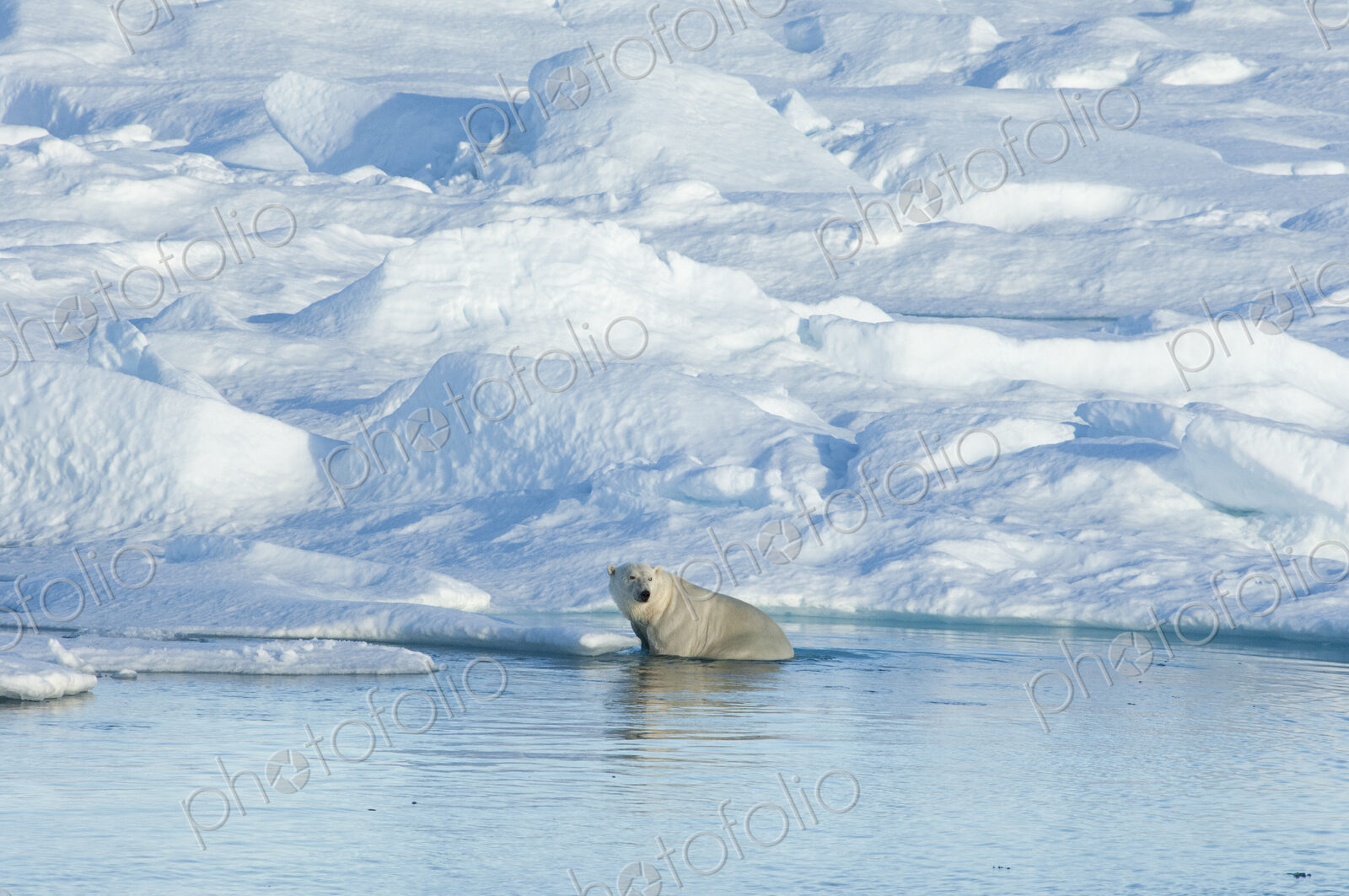 A polar bear sitting on an ice floe looking around.