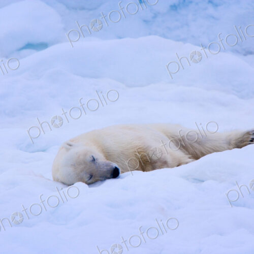 A polar bear sleeps on a bed of snow, Svalbard, Norway, Ursus maritimus, A polar bear sleeps on a bed of snow, Svalbard, Norway, Ursus maritimus,