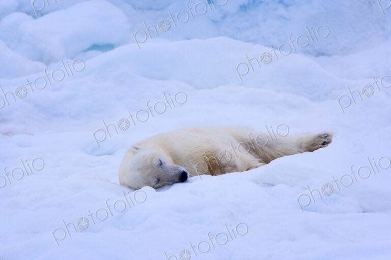A polar bear sleeps on a bed of snow, Svalbard, Norway, Ursus maritimus,