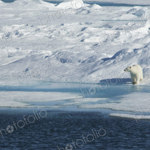 A polar bear standing on the edge of an ice field, by water. A polar bear standing on the edge of an ice field, by water.